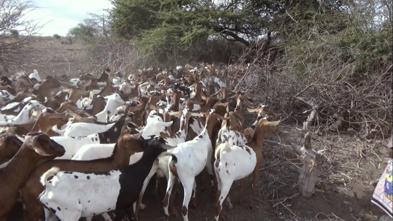 Beesha Ajuuraan oo ku Dhawaad 20 Neef oo Ari ah ku Wareejisay Al-Shabaab.