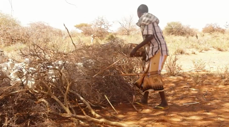 Biyo La’aan Daran oo ka Jirta In ka Badan 15 Tuulo oo Hoostaga Baladweyne.[DHAGEYSO]