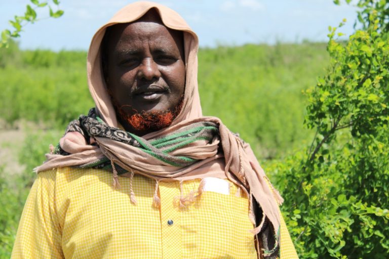Beelaha Habargidir iyo Gaaljecel oo Geel ku Wareejiyay Xarakada Al-Shabaab.[WAREYSI]